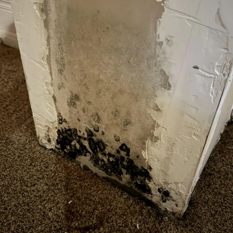 Professional Mold Removal in Palo, IA